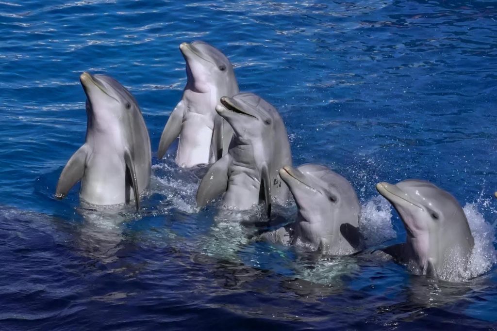 Best Time of Year to Go on a Dolphin Cruise Best Time of Year to Go on a Dolphin Cruise